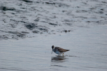 Greater Yellowlegs at the marsh