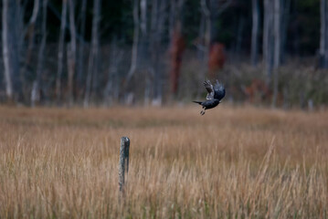 American Crow in the Marsh