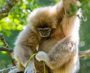 Gibbon im Monkeyland in Plettenberg Bay Südafrika