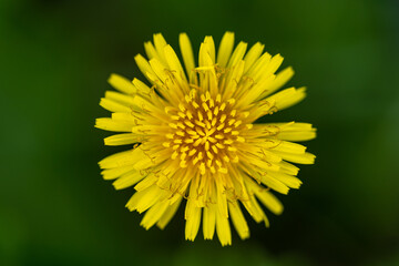 Close-up of dandelion flowers in the grass in the morning. The pistil in the central part is still hidden.