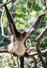 Geoffroy-Klammeraffe im Monkeyland in Plettenberg Bay Südafrika