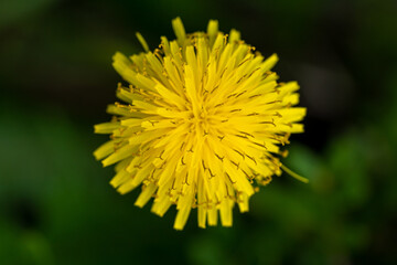 Close-up of dandelion flowers in the meadow in the evening. the pistils are all visible in the central part.
