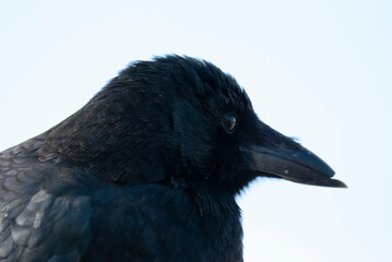 American Crow up close 