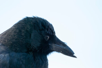 American Crow up close 