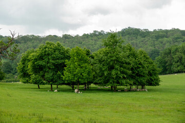 view of sheep sheltering amongst a circle of trees from the Cotswolds Way National Trail