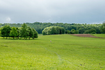 Fototapeta na wymiar view of sheep sheltering amongst a circle of trees from the Cotswolds Way National Trail