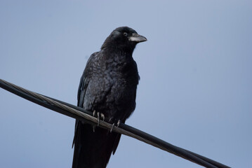 American Crow up close 