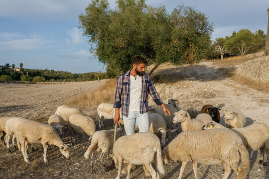 Young ethnic male shepherd with herd of sheep in countryside