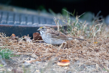 White Throated Sparrow in the grass