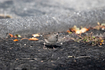 Dark Eyed Junco in a lot