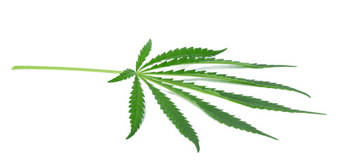 Green cannabis leaf on a white isolated background, top view