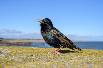 Starling, Sturnus vulgaris, adult male singing on the sea wall