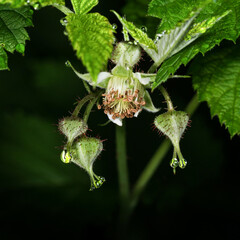 Water drops on raspberry flower buds