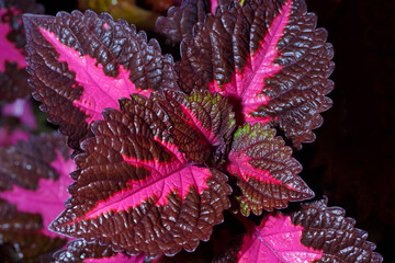 Coleus leaves close up