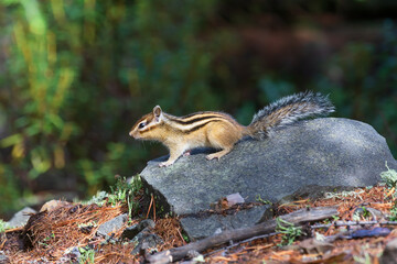 Chipmunk on the background of a blurry forest.