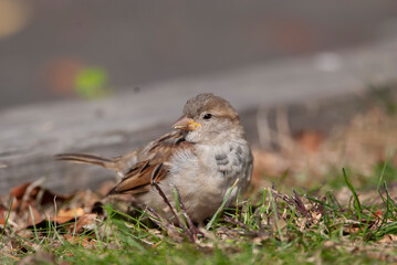 House Sparrow in the Grass