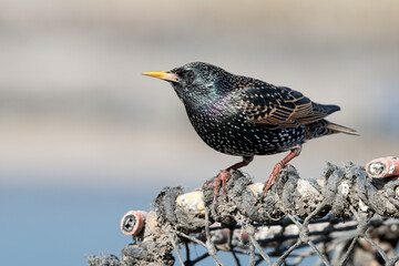Starling, Sturnus vulgaris, adult on crab pot