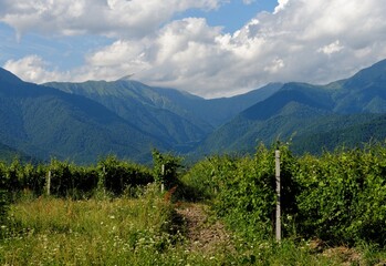 Vineyard rows on mountainous background in Kakheti, Georgia