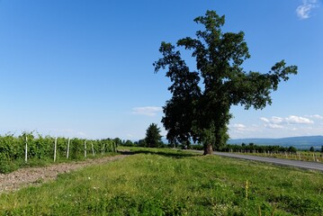 Rural landscape with tree in the vineyard in Kakheti, Georgia