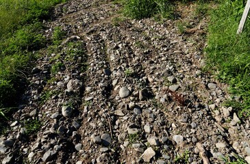 Texture of the brown soil with pebbles in the vineyard row in Kakheti, Georgia