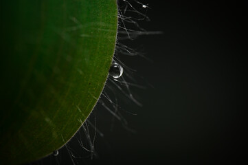 dew drops close-up on the grass. macro photography of raindrops on the hairs of a plant. beautiful natural background black green background