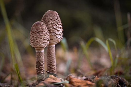 mushrooms in the forest