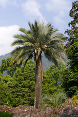 Beautiful palm tree at botanical garden on a sunny summer day. Photo taken July 25th, 2022, Brisago Islands, Switzerland.