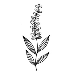 Wildflower line doodle isolated 