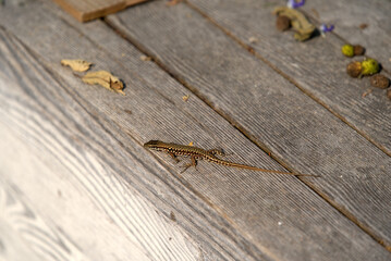 Close-up of lizard on wooden background at Brisago Islands, Canton Ticino, on a sunny summer day. Photo taken July 25th, 2022, Brisago Islands, Switzerland.
