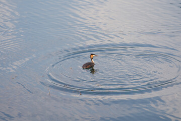 Duck Mergus Serrator swimming on Lake Lago Maggiore of village Ascona, Canton Ticino, on a sunny...