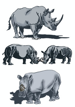 Color  set of rhinoceroses on white isolated, vector illustration,graphical drawing. Stylish print elements, savanna habitant