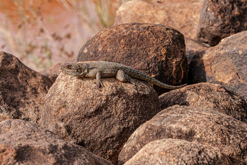lizard on the rock