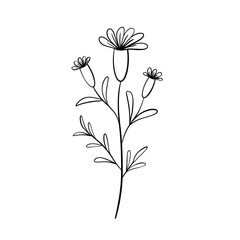 Wildflower line doodle isolated 