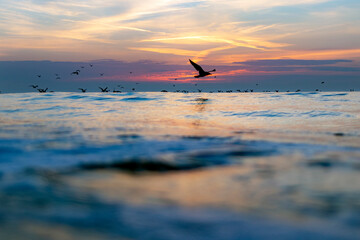 Flock of seagulls at sunset
