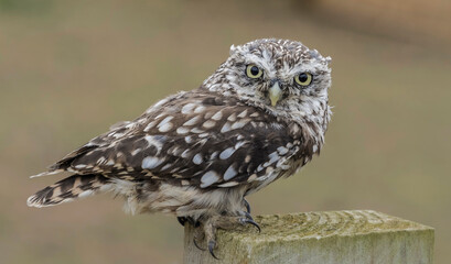 Tiny Owl