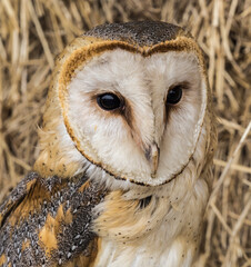 close up of a barn owl