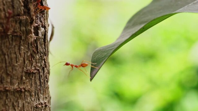 Ants help to carry food, Ant bridge unity team, Concept team work together. Red ants teamwork. unity of ants.	