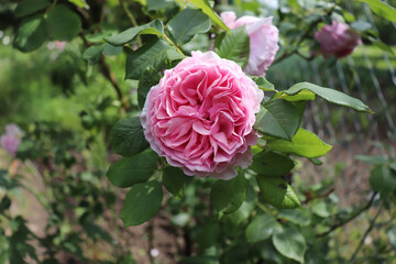Provence rose, or cabbage rose, or Rose de Mai Centifolia with blurred foliage. Natural flower. Soft focus. Copy space. Free place for text. One blossoming rose.