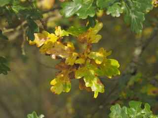 Autumn Fall colours in Nature