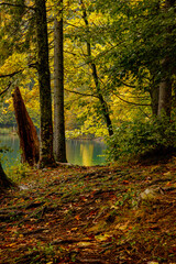 Autumn landscape. Yellow leaves. Road in fallen leaves. Forest Road.