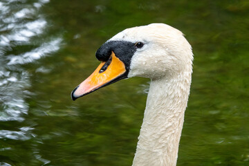 close up portrait of an elegant mute swan