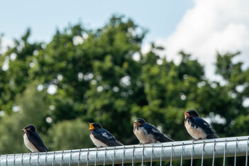 swallow a small bird with dark glossy blue backs red throat pale underparts and long tail streamers lined up on a fence with a blurred background © Penny