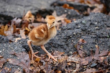 Closeup of a Florida Sandhill Crane chick walking around in the wilderness