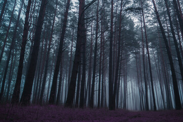 Mystical pine forest in a thick fog