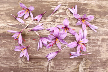 Crocus sativus, commonly known as saffron crocus on a blue wooden background. It is among the world's most costly spices by weight. In October, the saffron is usually perfect for harvesting.