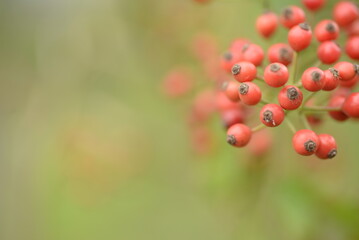 Obraz premium small red rose hips close-up on a branch, green fruits antioxidants, red texture on a green background, abstract gradient, blurred silhouette, organic, healthy berry, fruit tea, healthy food