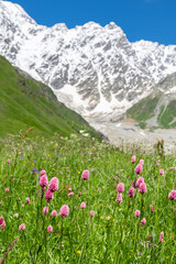 Knotweed blooming on a mountain slope in the Caucasus Mountains