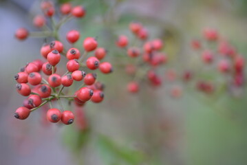 Obraz premium small red rose hips close-up on a branch, green fruits antioxidants, red texture on a green background, abstract gradient, blurred silhouette, organic, healthy berry, fruit tea, healthy food