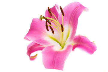 Lily flower isolated