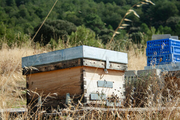 Attention bees working! Bees working in their hives at the end of summer in the mountains and...